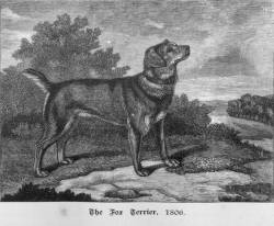 Fox Terrier 1806