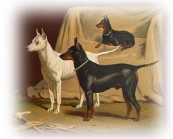 Old English Black and Tan and Old English White Terriers c 1880