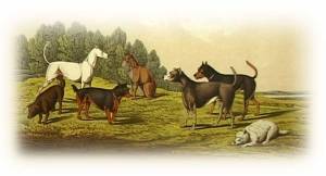 Terriers c 1850